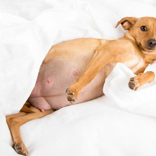 10 Healthy Food Tips for Pregnant Dogs