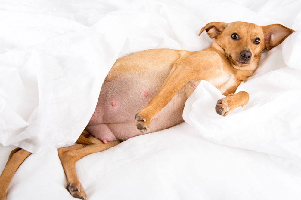 10 Healthy Food Tips for Pregnant Dogs