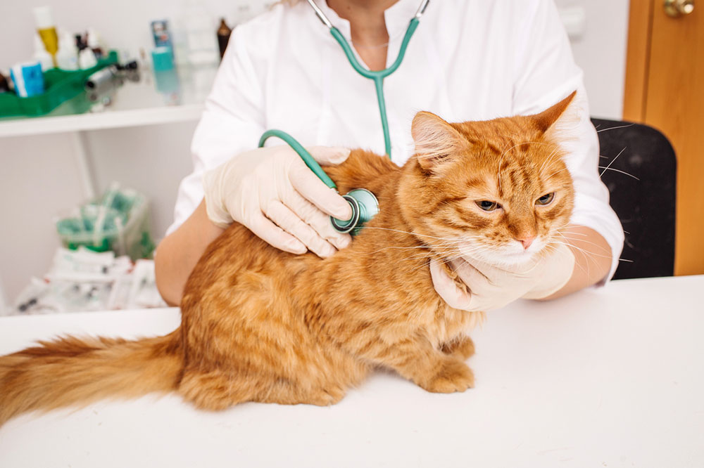 5 Diet Tips for Cats with Diabetes Mellitus