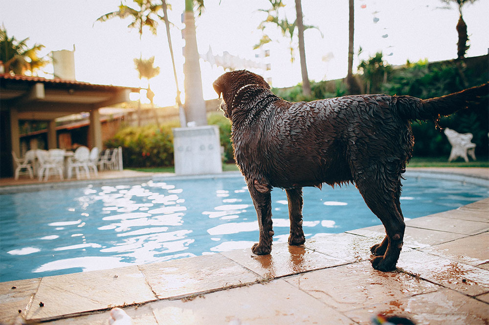 Tips for Booking Pet-Friendly Hotel Stays