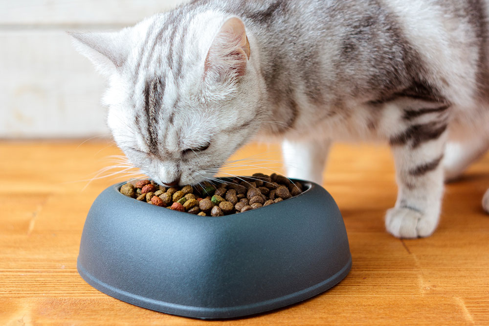 Tips to Consider when Buying Cat Treats