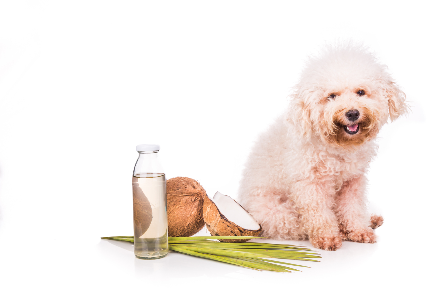 Essential Oils for Pets &#8211; Sensitivity and Symptoms of Poisoning